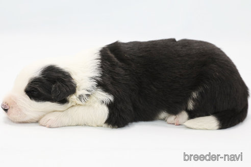 成約済の神奈川県のボーダーコリー-304591の6枚目